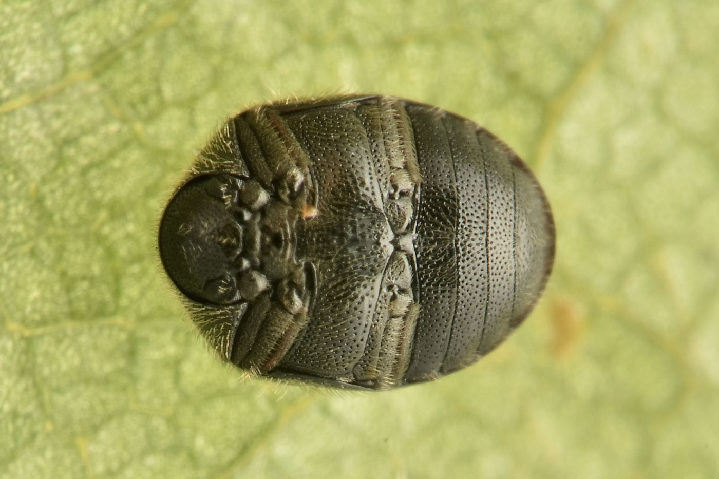 Anobiidae: Caenocara affine? S.